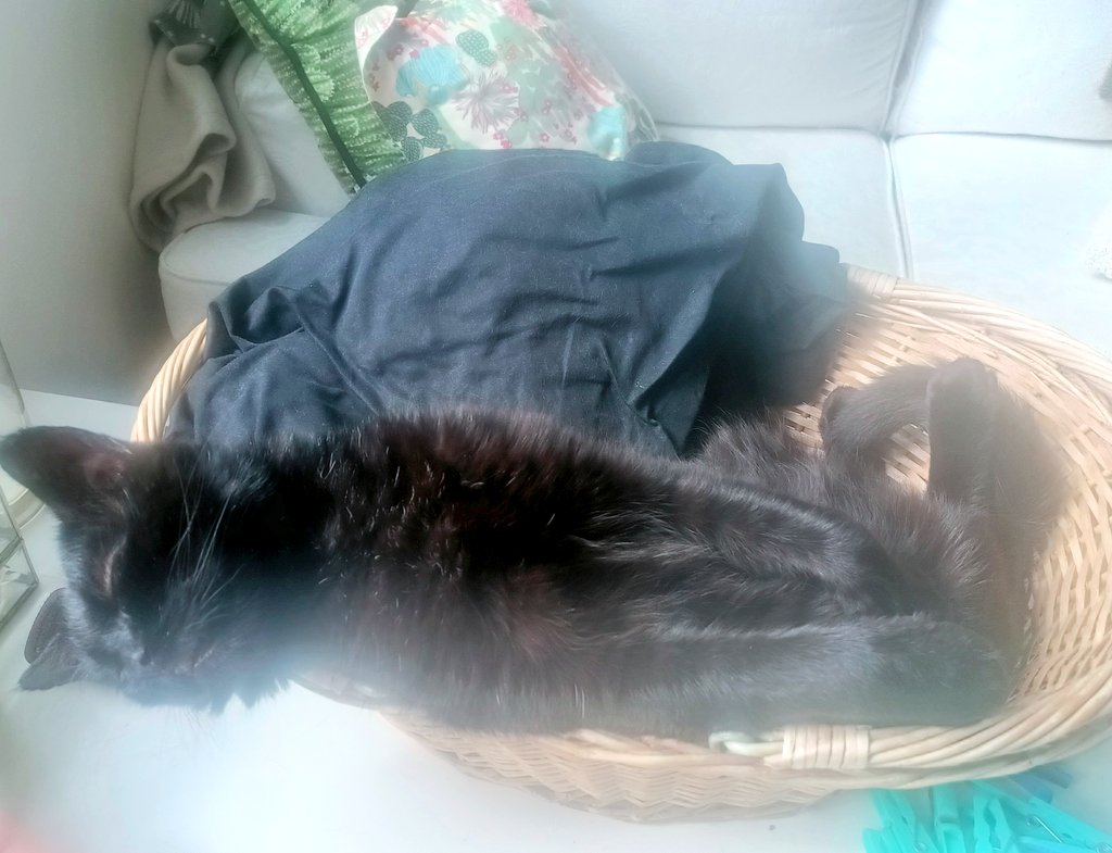 idoitoutofspite's tweet photo. @JortsTheCat And always for the better! https://t.co/btjEDIglu8