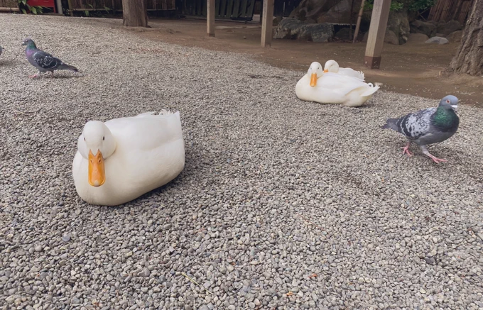 ありとあらゆる鳥が集まってきていた 