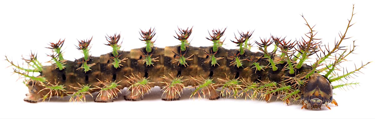 Excited to share our work on venomous Lonomia caterpillars, just published in <a href="/PLOSNTDs/">PLOS NTDs</a>! Fantastic collaboration with many colleagues in Colombia, France, UK and Brazil. <a href="/CamilaGonzRosas/">Camila González Rosas</a> <a href="/lilibamej/">liliana ballesteros</a>