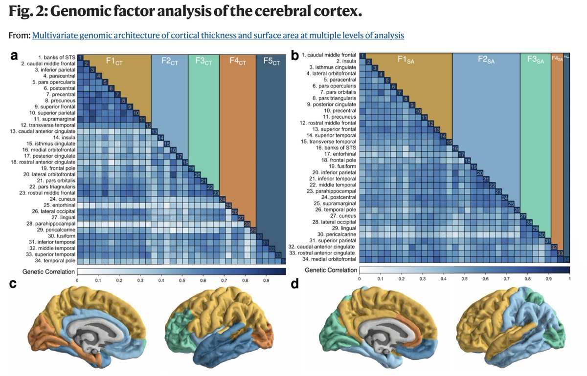 Multivariate genomic architecture of cortical thickness and surface area at multiple levels of analysis

Kudos to @Andrew_Grotz @wakeworksleep @zhaowenliu_kaka @getian107 @jakob_seidlitz 

rdcu.be/c6hpy