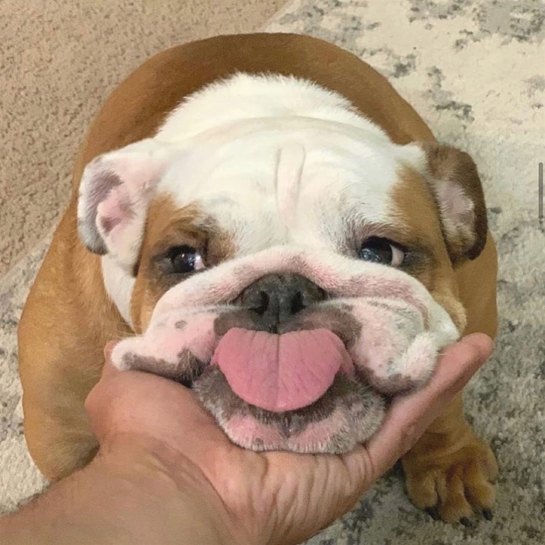 Tongue Out! 👅😁

#bulldogofig #bulldogue #bulldogsofinstagram #bulldogge #bulldogsinstagram #bulldogstuffbesties #bulldogproblems #bulldogoftheday #bulldogpuppies #bulldoginstagram #bulldogram #bulldogofinstagram #bulldogclub #bulldogworld #bulldoglove #bulldogslife