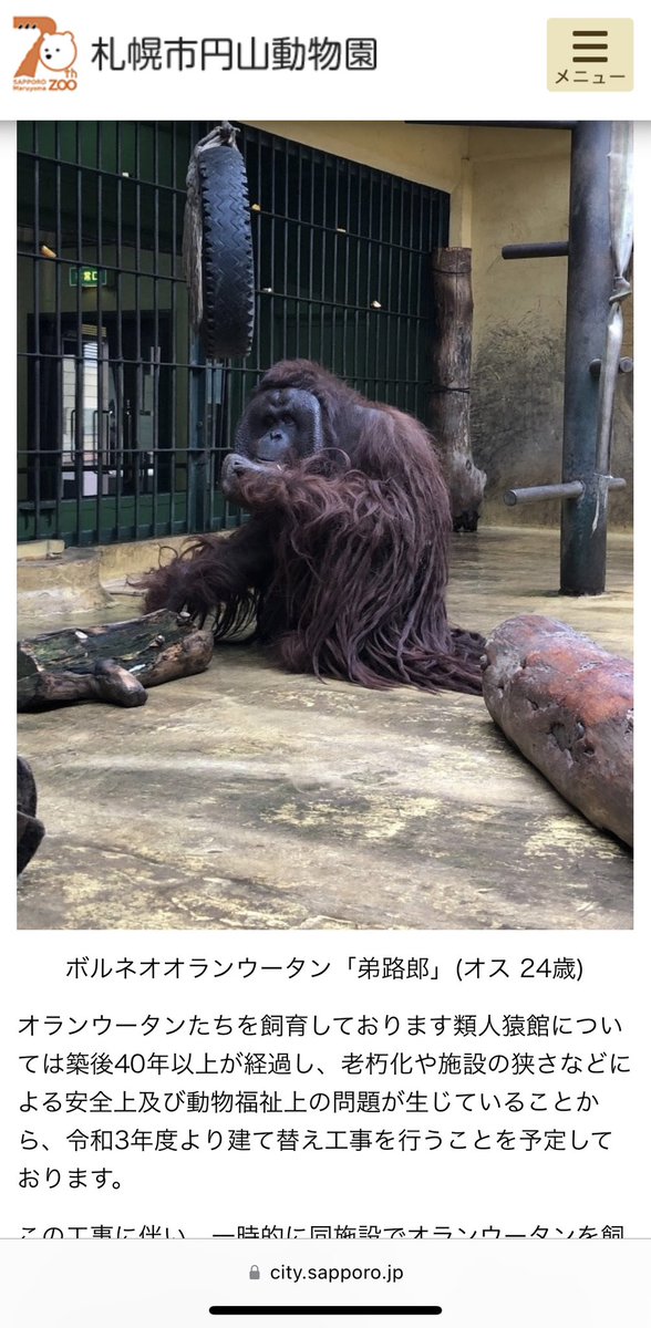 m_ya07's tweet photo. やまちゃんへ。円山動物園のていじろう先輩は今年の10月くらいまでは会えないようです。
また会える機会があるといいね🦧
(ていじろう先輩思ってたよりワイルド)

#吉田山田　#吉田山田ツアー2023 https://t.co/xaz1DUVg3A