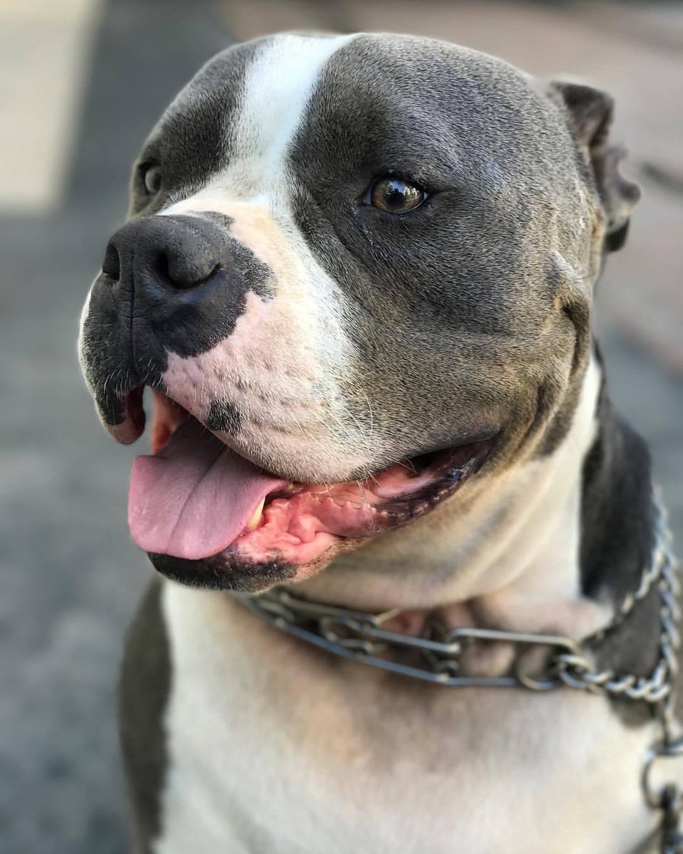 SnakeGodPhotos's tweet photo. I miss this Nigga more than any person that has EVER existed in my life at any time. His company got me through a dark time in my life, and I feel myself going back through it but definitely different because I don’t have my son anymore 🥺 #RipGod https://t.co/LTvxicNFMo
