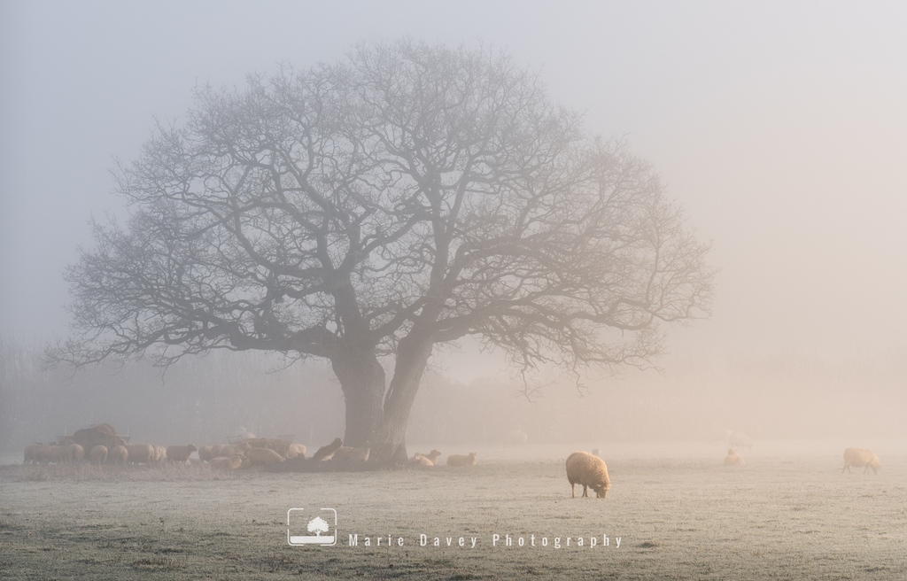 So, it's been a while, but I finally found time to have a look at the pictures I took last month on a gloriously foggy morning.

This is my favourite tree, near to where I live, and I spent a bit of time with my camera as the sun slowly started to break through the haze.

#surrey