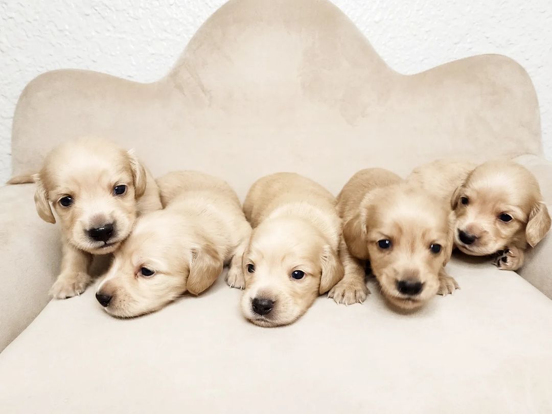 dashchunds's tweet photo. Getting these weens lined up for a perfect puppy photoshoot was so difficult, this was definitely the best I could do with these adorable bobble heads.  3 weeks old and growing so quickly 🤎🤎🤎 https://t.co/TnDUFXY0Wt