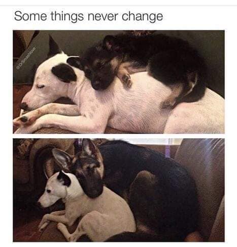 WholesomeMemes tweet media