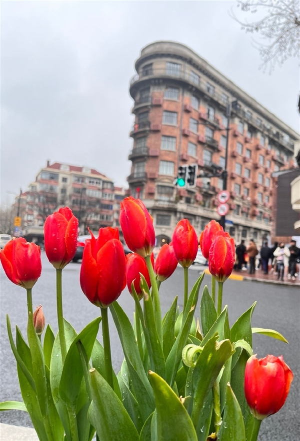 Frontlinestory's tweet photo. Seven tulips have made the #Wukang Road in Shanghai an online sensation. #Chinarama https://t.co/Wro5JsxUhd
