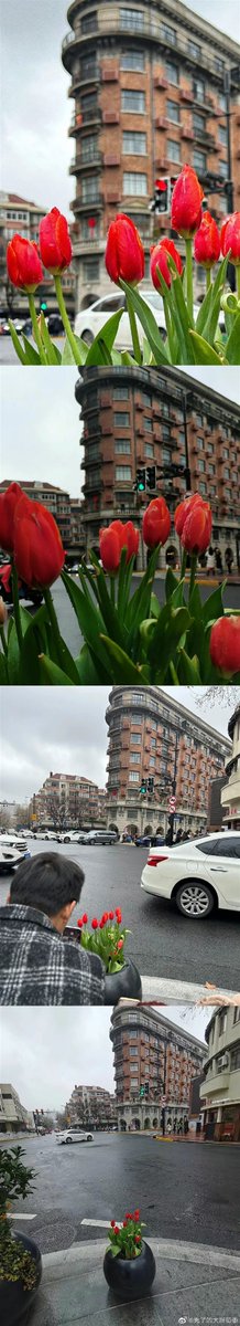 Frontlinestory's tweet photo. Seven tulips have made the #Wukang Road in Shanghai an online sensation. #Chinarama https://t.co/Wro5JsxUhd