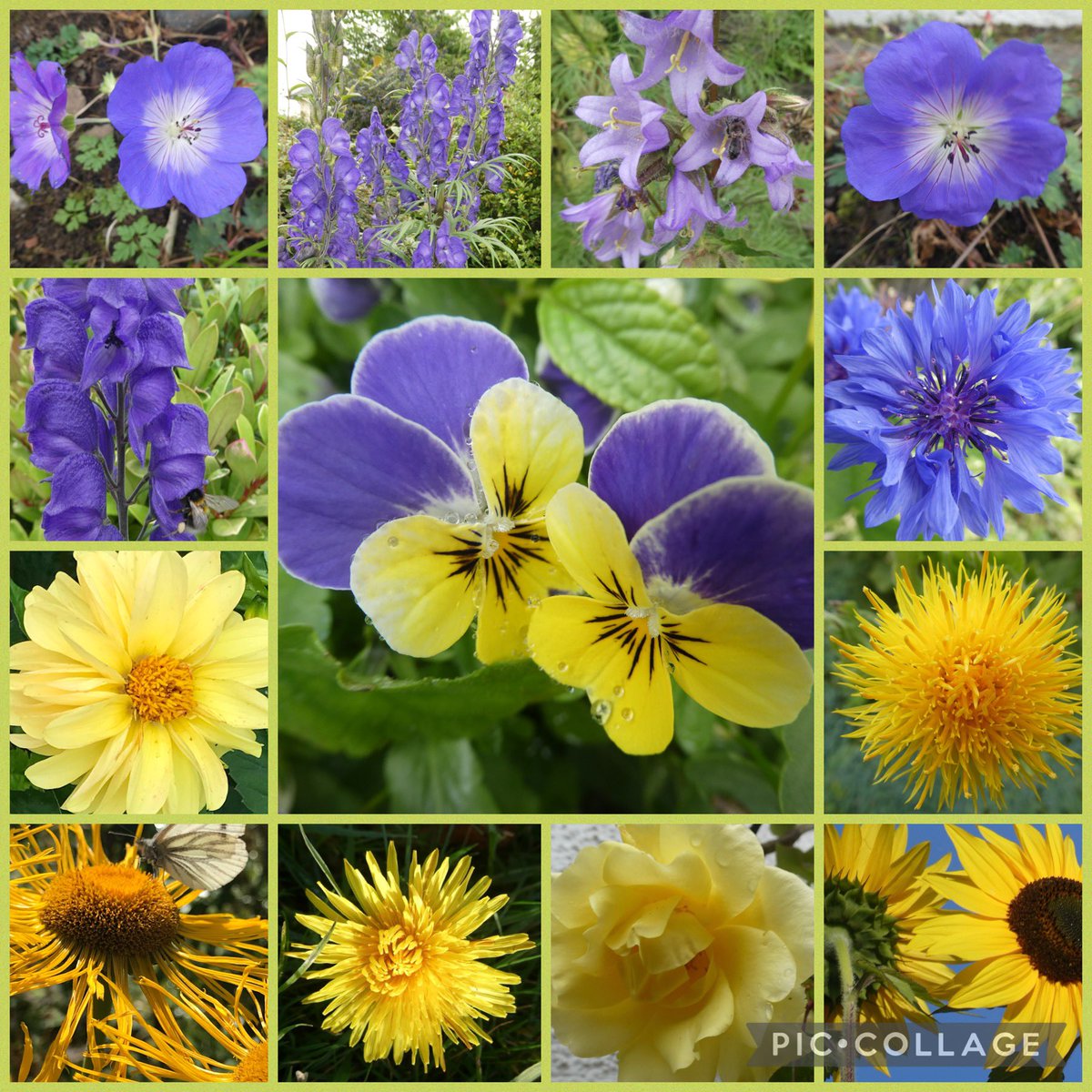 For #FlowersOnFriday some #FlowersForUkraine  🇺🇦💙🌼💛