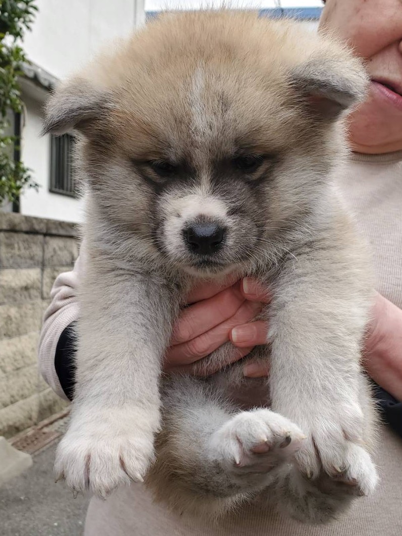 aneri24's tweet photo. 1/8産まれの赤毛の女のコ🐶
飼い主様募集中です。
大切に可愛がって下さる方に😊
#秋田犬　#秋田犬赤毛
#秋田犬保存会
#香川筒井犬舎 https://t.co/vCeisSpmw6