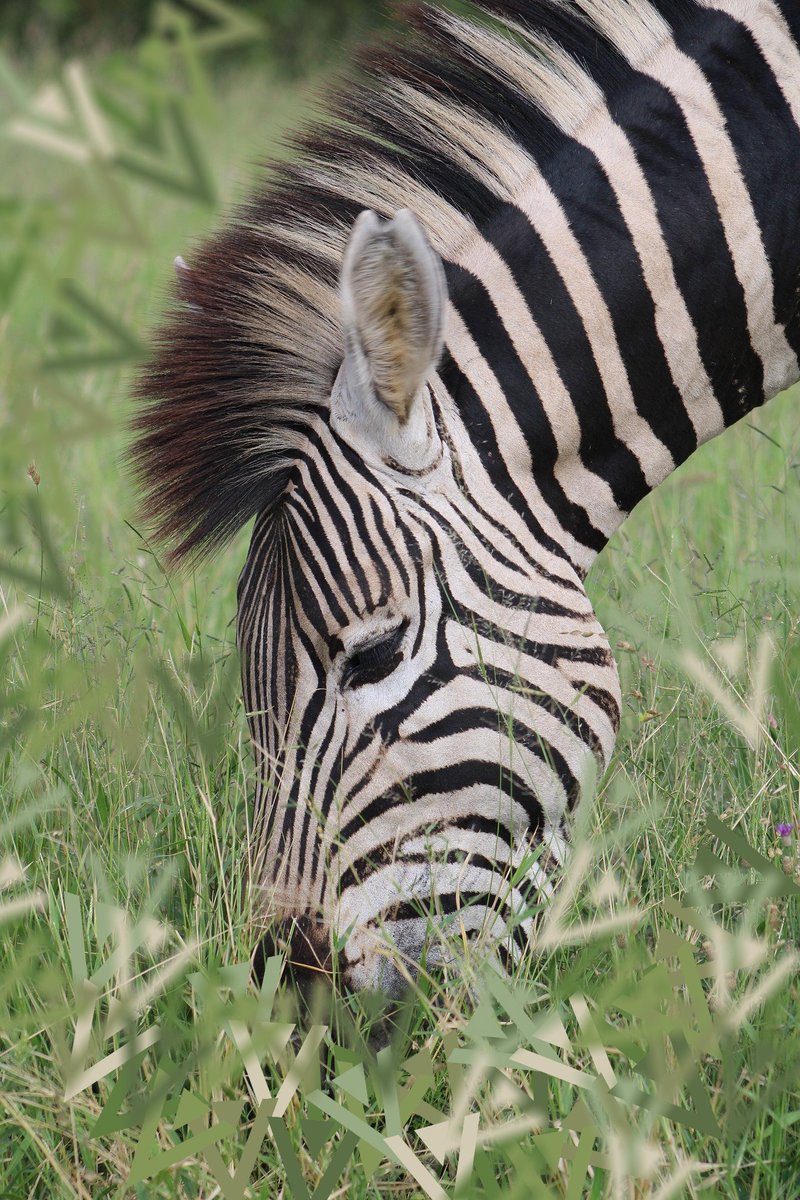 DomainsVvs's tweet photo. Goodnight #VergeFam! #Grassy #hippotigris (the scientific name for #Zeebra, oddly, clearly not a hippo). 
#VergeZoo #XVGZoo #GrassedUp #GoodGrass #Zeebraheardme #CryptoTwitter #Blockchain #UpgradeToXVG #CryptoArt #AllAboutDaGreen https://t.co/eV7bqmLiXl