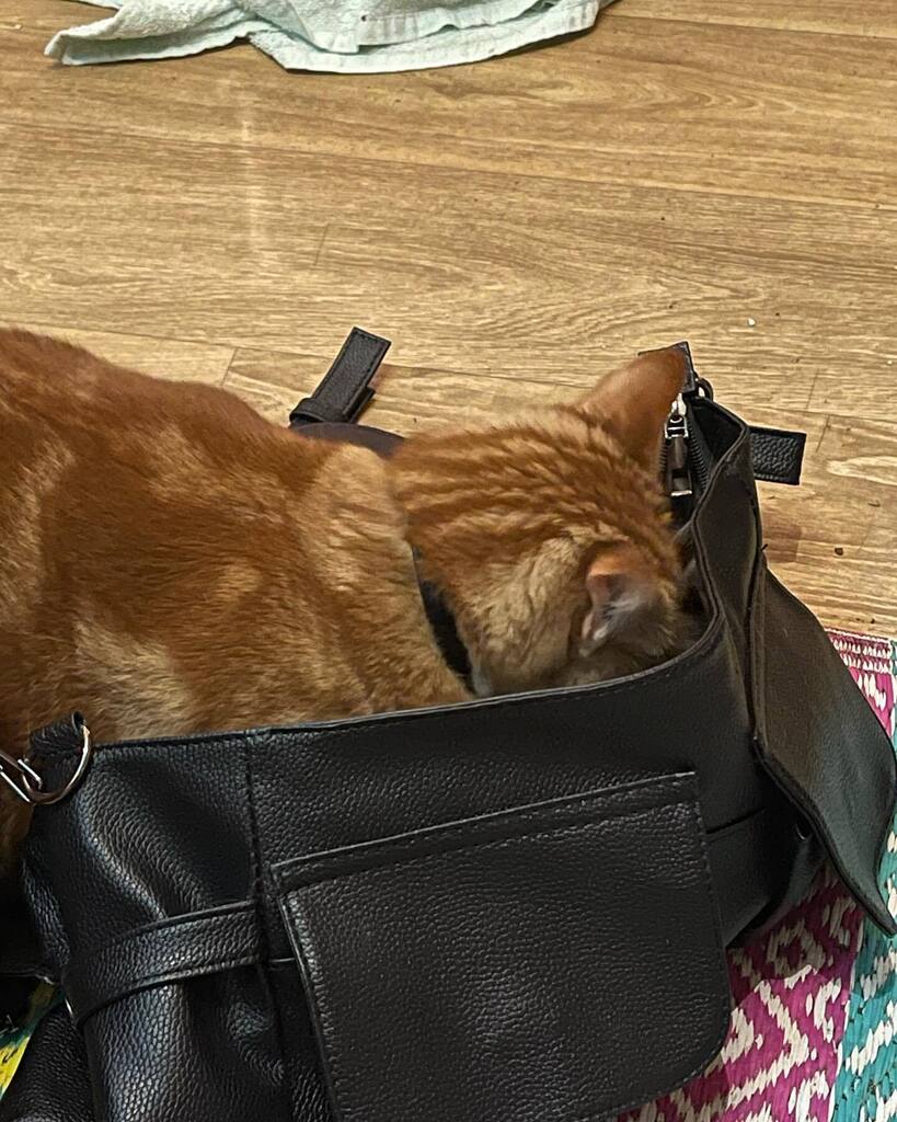 Where are the treats Mum? #Catsofinstagram #petsofinstagram #gingercat #gingercatsofinstagram #gingercatsrule instagr.am/p/CpCNPJKNqd_/