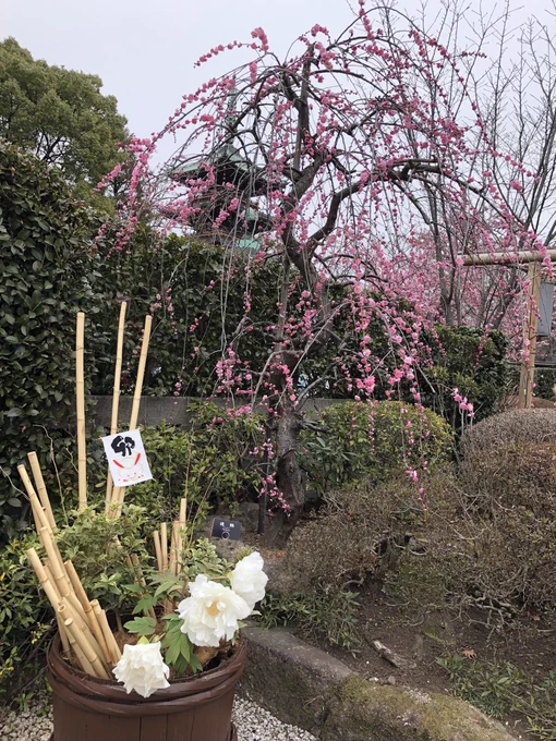 上野の冬牡丹、日曜までだって。とっても綺麗に咲いてたよ 
