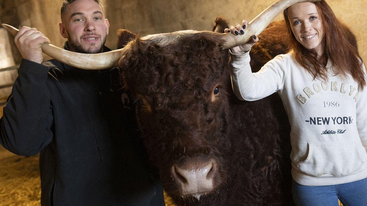VIDÉO - Ovalie, vache égérie du Salon de l'agriculture, fin prête pour jouer les stars à Paris tf1info.fr/societe/video-…