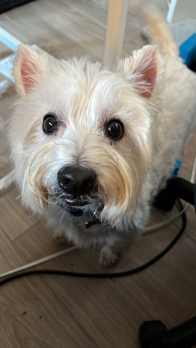 Maisie the Rescue Dog tweet media