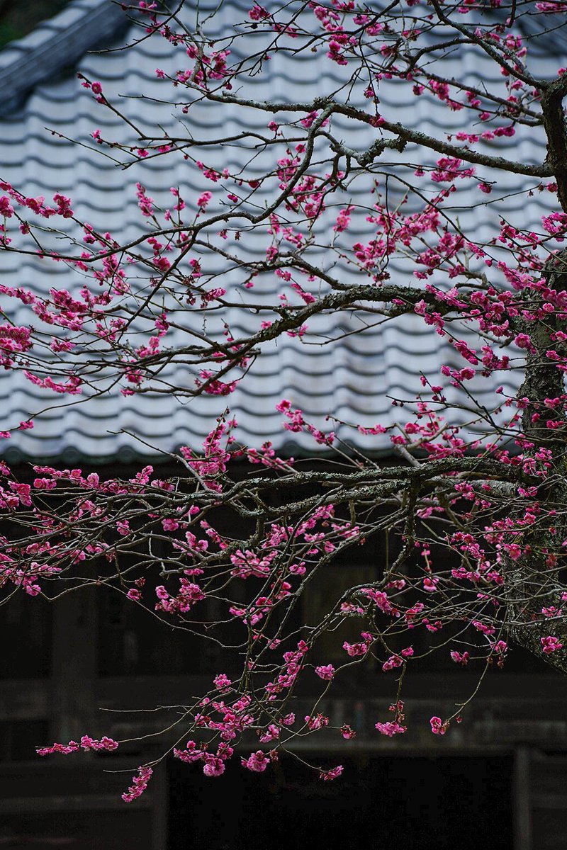 sergeoga's tweet photo. 海蔵寺の梅、結構咲いてきてた
#鎌倉 #海蔵寺 https://t.co/j58BiQ62Je