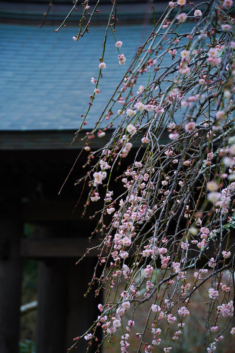 sergeoga's tweet photo. 海蔵寺の梅、結構咲いてきてた
#鎌倉 #海蔵寺 https://t.co/j58BiQ62Je