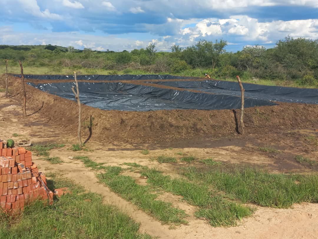 Midza4545's tweet photo. Consider Fish Giant Zimbabwe as your partner when you're geared up for success in fish farming
WHY FISH GIANT ZIMBABWE 

Services On Offer:
1. Nutritional Fish Feeds
2. High Breed Seeds
3. Durable Damliners
5. Dependable Pond Construction
6. Site Visits

Call/App +263712086174 https://t.co/pKvfKxVMxS
