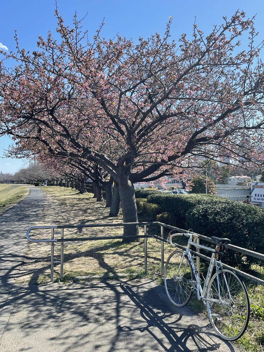 「多摩川の河津桜はまだ2分咲きといったところでした。来週あたりにまたチェックしてみ」|東京幻想のイラスト