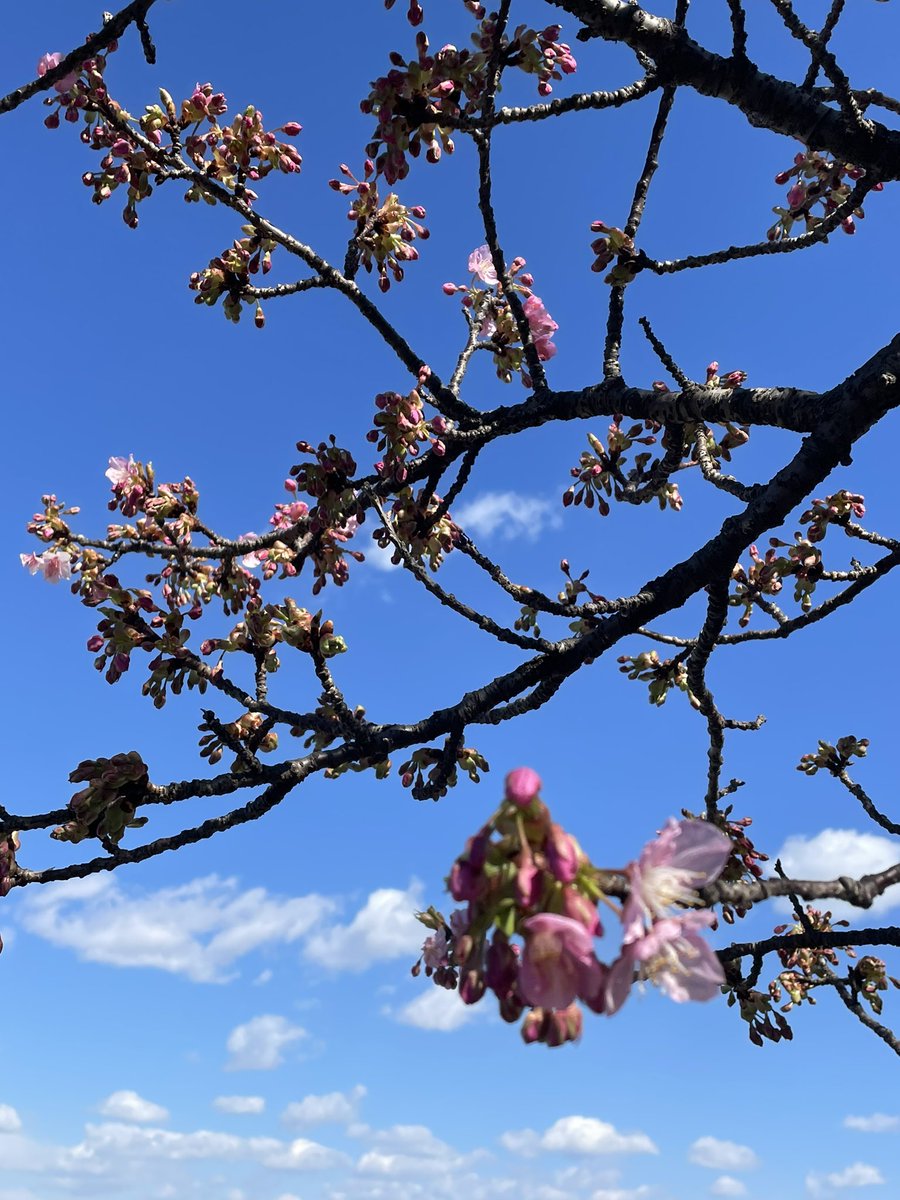 「多摩川の河津桜はまだ2分咲きといったところでした。来週あたりにまたチェックしてみ」|東京幻想のイラスト