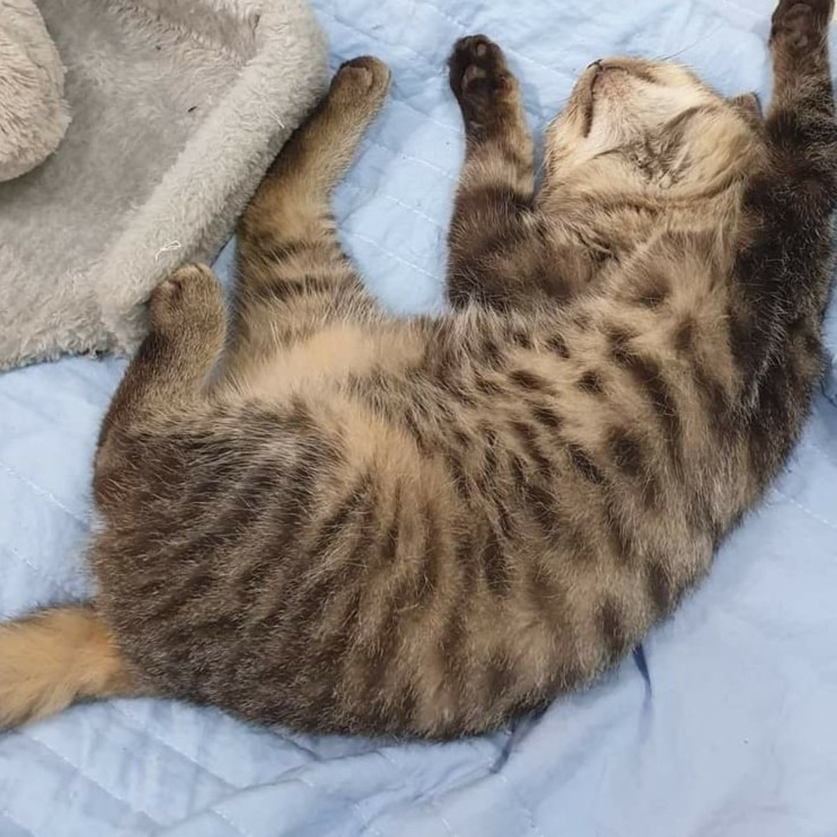 fourpawsAU's tweet photo. π± BOOTY π±
π Rescued from a filthy cage
π©Ί Because of poor living conditions, Booty had a prolapsed rectum
β Thanks to our #CatsMatterToo program, rushed to emergency surgery
π‘ Made a full recovery and now adopted
#FightForCats #catrescue #animalrescue #felinefriday https://t.co/2yfAxR7KRZ