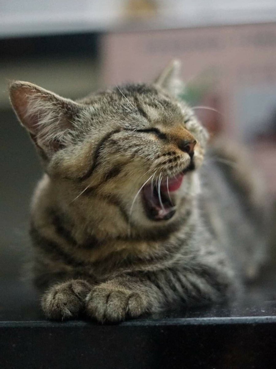 fourpawsAU's tweet photo. π± BOOTY π±
π Rescued from a filthy cage
π©Ί Because of poor living conditions, Booty had a prolapsed rectum
β Thanks to our #CatsMatterToo program, rushed to emergency surgery
π‘ Made a full recovery and now adopted
#FightForCats #catrescue #animalrescue #felinefriday https://t.co/2yfAxR7KRZ