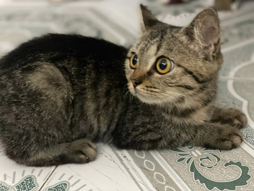 fourpawsAU's tweet photo. π± BOOTY π±
π Rescued from a filthy cage
π©Ί Because of poor living conditions, Booty had a prolapsed rectum
β Thanks to our #CatsMatterToo program, rushed to emergency surgery
π‘ Made a full recovery and now adopted
#FightForCats #catrescue #animalrescue #felinefriday https://t.co/2yfAxR7KRZ