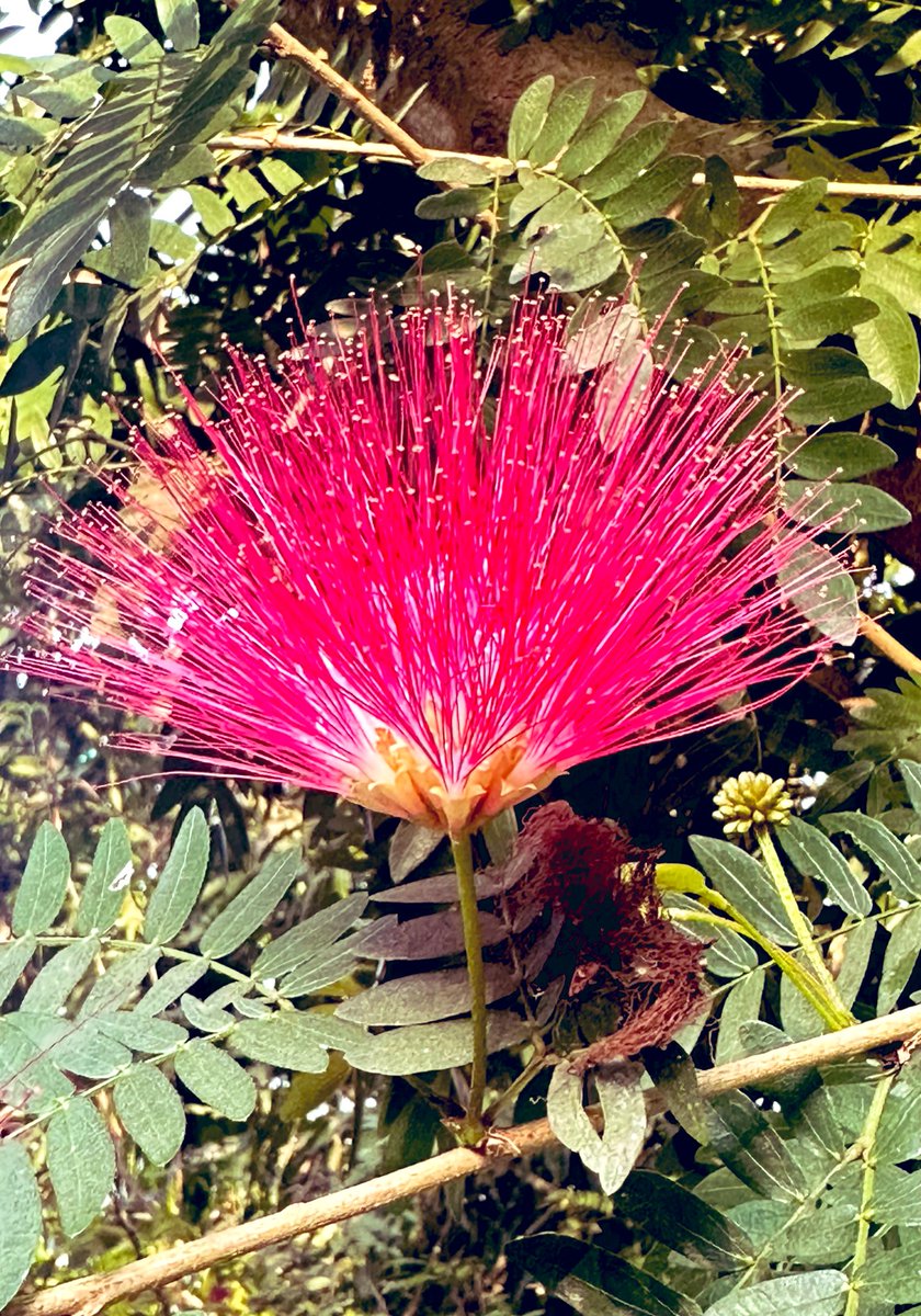 parmeshwarjhaa's tweet image. At #sauraha #Chitwan