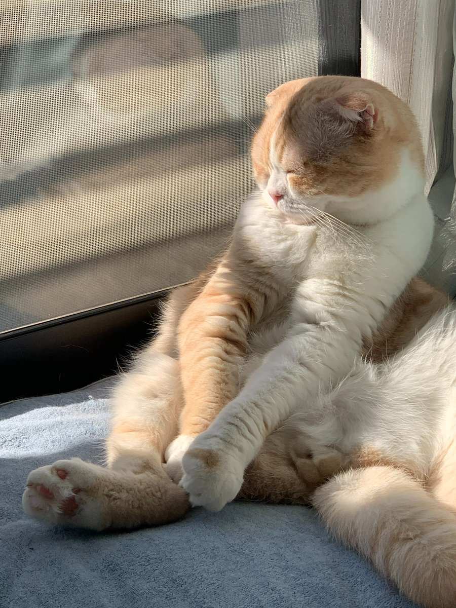 yoki_ie's tweet photo. 日向ぼっこ🌞
#猫の幸せ顔選手権 https://t.co/o1allJYtyr