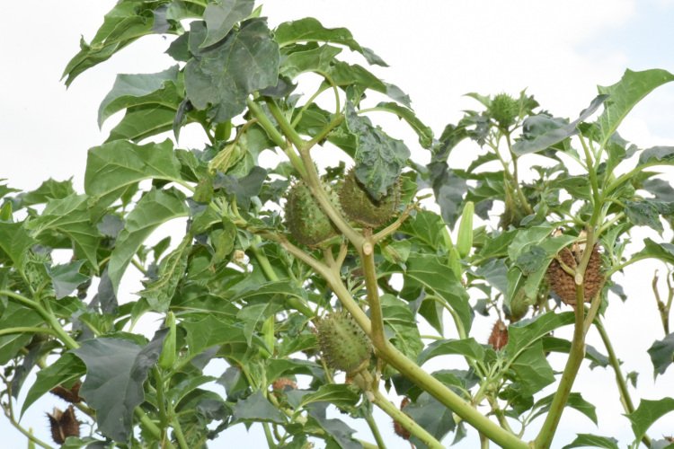 Ntamuntu utinya ishyamba ahubwo atinya icyo yahuriye nacyo muryo shyamba rwiziringa ibintu namateka ateye ubwoba nariye utubuto twacyo ndagije nkuramo imyenda yose nurira inzu, ndiruka kugasozi ariko iyo nyibonye ubwo buranyica😭😭😭