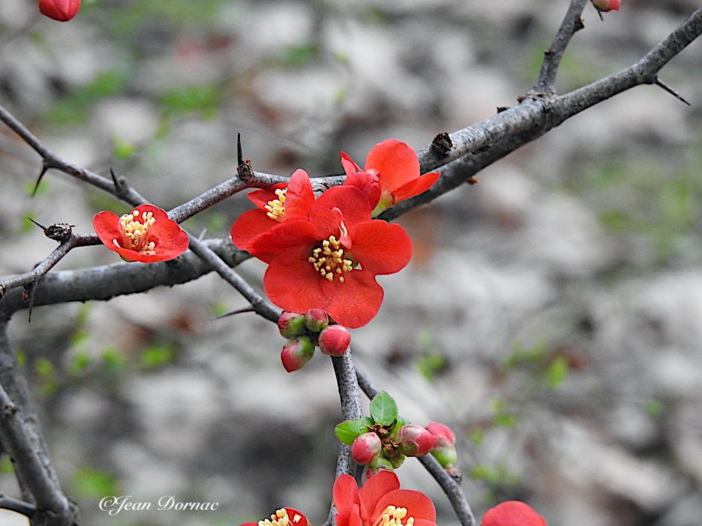 JeanDornac's tweet photo. Sublimes fleurs de cognassier du Japon. Le rouge et le jaune se marient si bien… #sublime #fleurs #cognassier #Japon #rouge #jaune #marient #parc #médiathèque #Lannion #CôteArmor #Bretagne #France https://t.co/1Dse3kSCMF