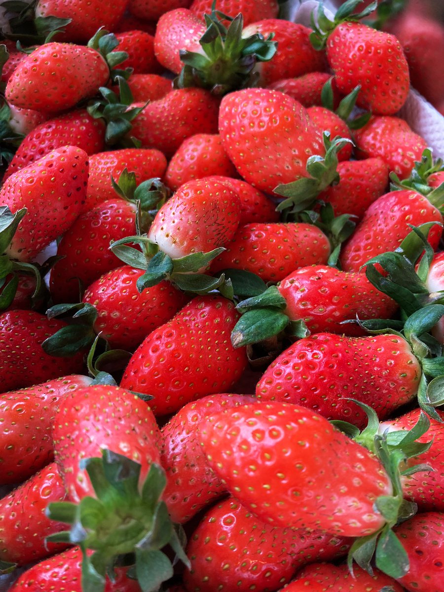 beefarm_38's tweet photo. 沢山の苺は見てるだけで幸せになりますね💕🍓🍓

牧場にてイチゴを使ったメニューもありますので、遊びに来て下さいね(≧∇≦)🍓🍓 https://t.co/45tA2BEdR7