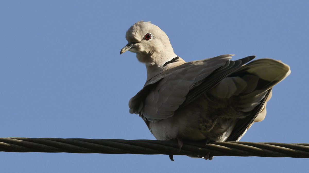 A #CollaredDove on a wire. 

#pigeons #doves #nature #wildlife #TwitterNatureCommunity #birds #BirdsofTwitter #birdtwitter #birdonawire