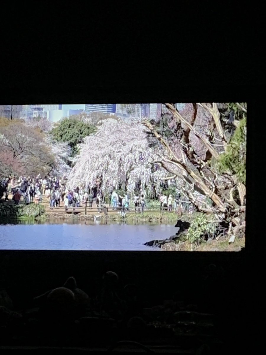 Wondering as I watch this… do those people in #Japan know they’re on tv in #Canada right now? #CherryBlossomsAfterWinter #cherryblossomsinJapan reminds me of @DaveInOsaka broadcasts on Periscope. 🌸🌸🌸🌸