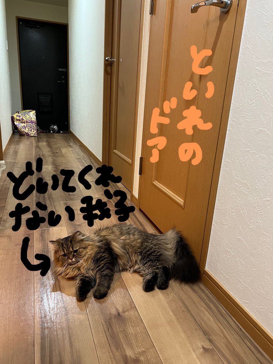 ruru_robot's tweet photo. もう漏れそうって時に限ってどいてくれない🥲ポンポンしてもおもちゃで気をひこうとしても無視🥲我が子よ、、さては反抗期なのか？？ https://t.co/MiYtcuYCwn