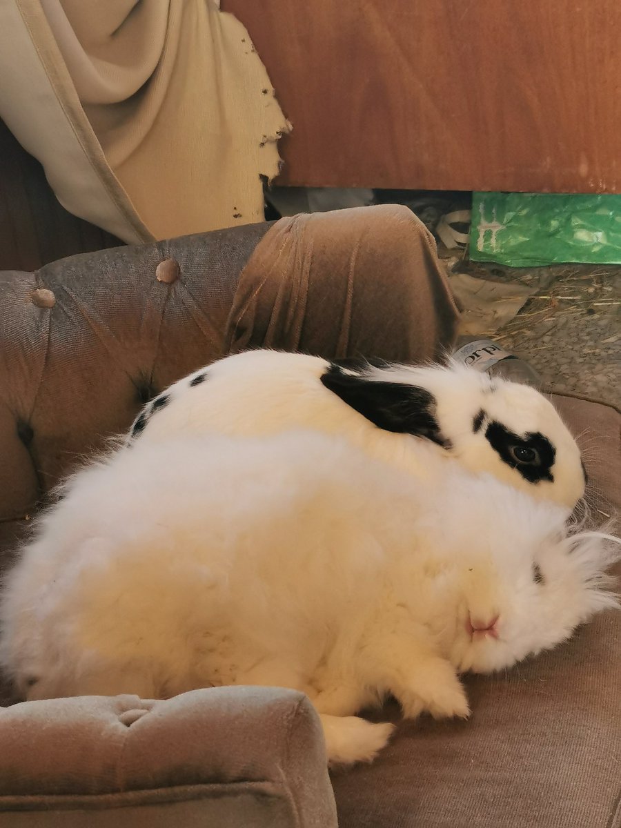 Azixel's tweet image. I haven't drawn anything in the past 6 months because of work, so here is a picture of my bunnies relaxing, after shredding my curtains, for compensation. Enjoy 🐇🐇🐇🐇