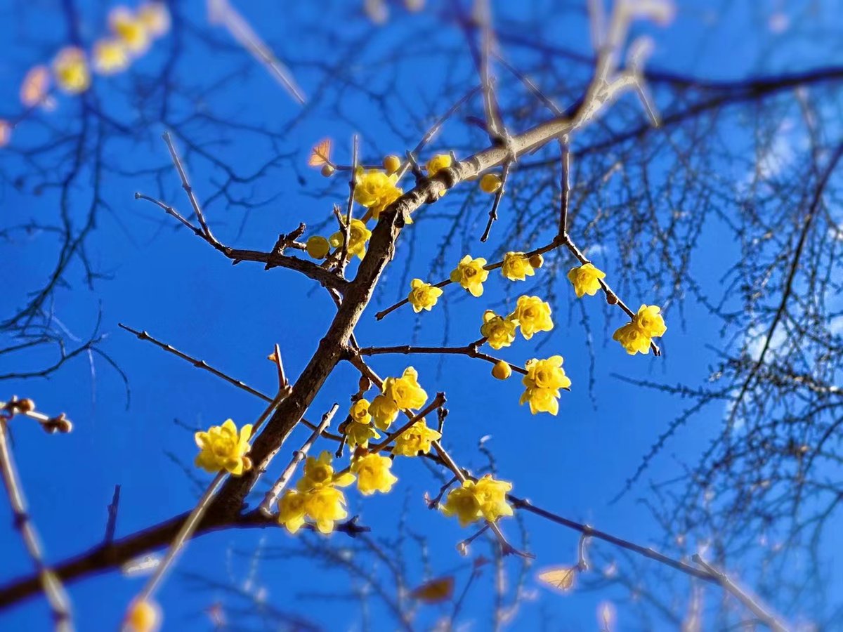 What a lovely day! The wintersweet flowers near #WeimingLake blossom as seemingly everything in nature takes on a new look on #PKUCampus. &2D3cm9g93Jk-Dear #Pekingers and followers, have a wonderful week ahead!&2D3c+A-: Huang Yumei