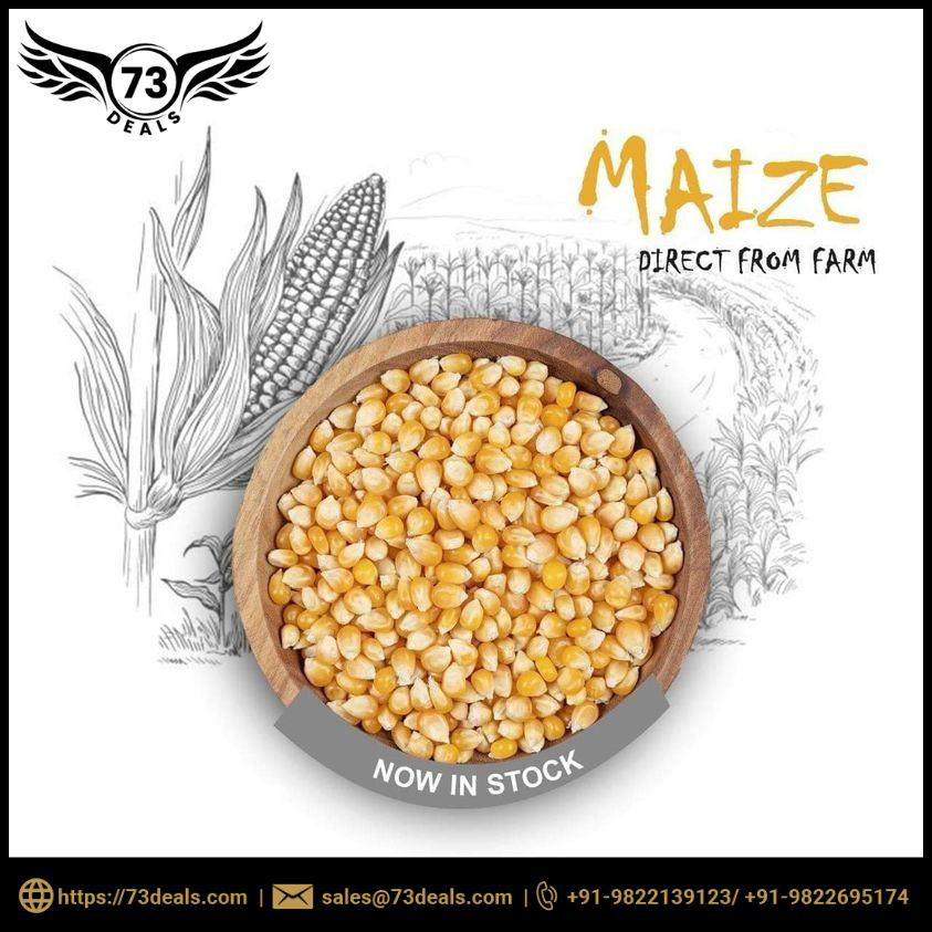 73Deals's tweet photo. If you want to buy high-quality Maize? Look no further than 73 Deals!  We export globally and can help you get your products where they need to be. 
👉 contact with us
📩 Email: sales@73deals.com
📞 Call: +91-9822139123
🌍 Website: https://t.co/QhPi81eiEn 

#maize  #drymaize https://t.co/nZvmcD8hJs