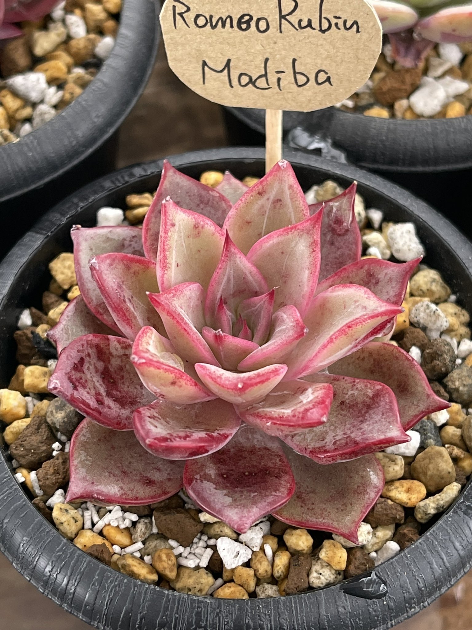 多肉植物 ヒューミリス 抜き苗 大和高原の多肉屋 【公式通販】