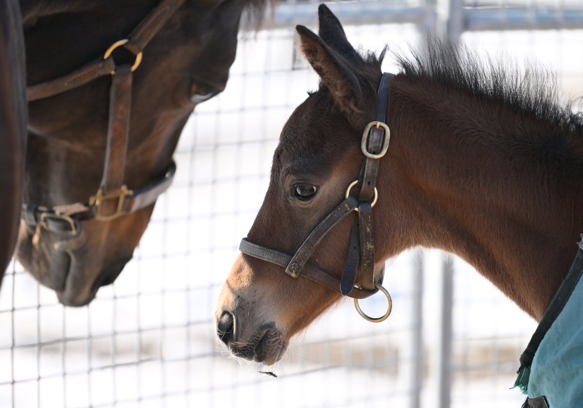 アンドラステちゃんに、また弟か妹ちゃんが誕生しました!
元気に育ってね^_^