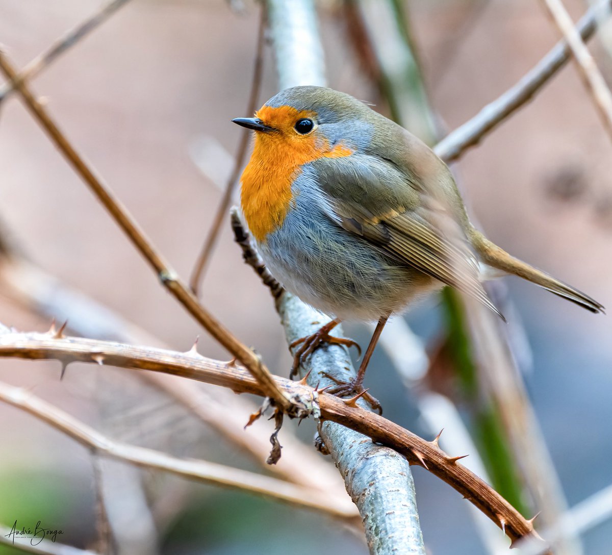 Andre_Bonga's tweet photo. Robin #robin #redbeast #orange #roodborstje #bird #birds #birdlovers #birdphotography #birdsseenin2023 #nationalgeographic #picoftheday #nature #naturephotography #natuurfotografie #natural #tilburg #brabant #thenetherlands https://t.co/1nRLH7WKwm