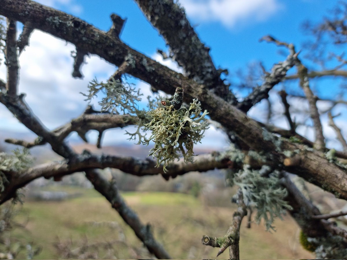 SingletonWayne's tweet image. It's easy to get distracted by the big stuff, and miss out on the small

#swank #lichen #treebeard