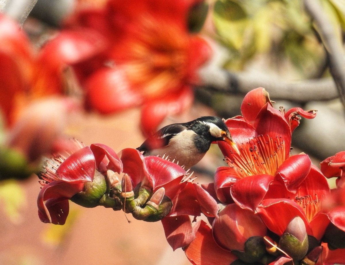 nehaa_sinha's tweet image. Starting off my annual semal thread with this beauty.
🐦The Pied myna drinks nectar from red semal. 
🐦 Pied myna is black &amp;amp; white, lively, makes a huge nest.

Have you seen this bird, this tree? I'll share my semal sightings here as I build this thread: #SemalStories.
 #indiaves