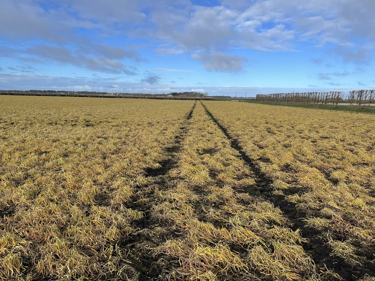 Agronomysilvers's tweet photo. Cover crops have done a great job on this moss land destined for lettuce 🥬 production by helping with aiding soil structure , water infiltration , nitrogen fixing and reducing soil erosion @AgriiUK @AgriiMasterSeed #covercrops #vetch #blackoats #rye #superjob https://t.co/5rACqWWvWH