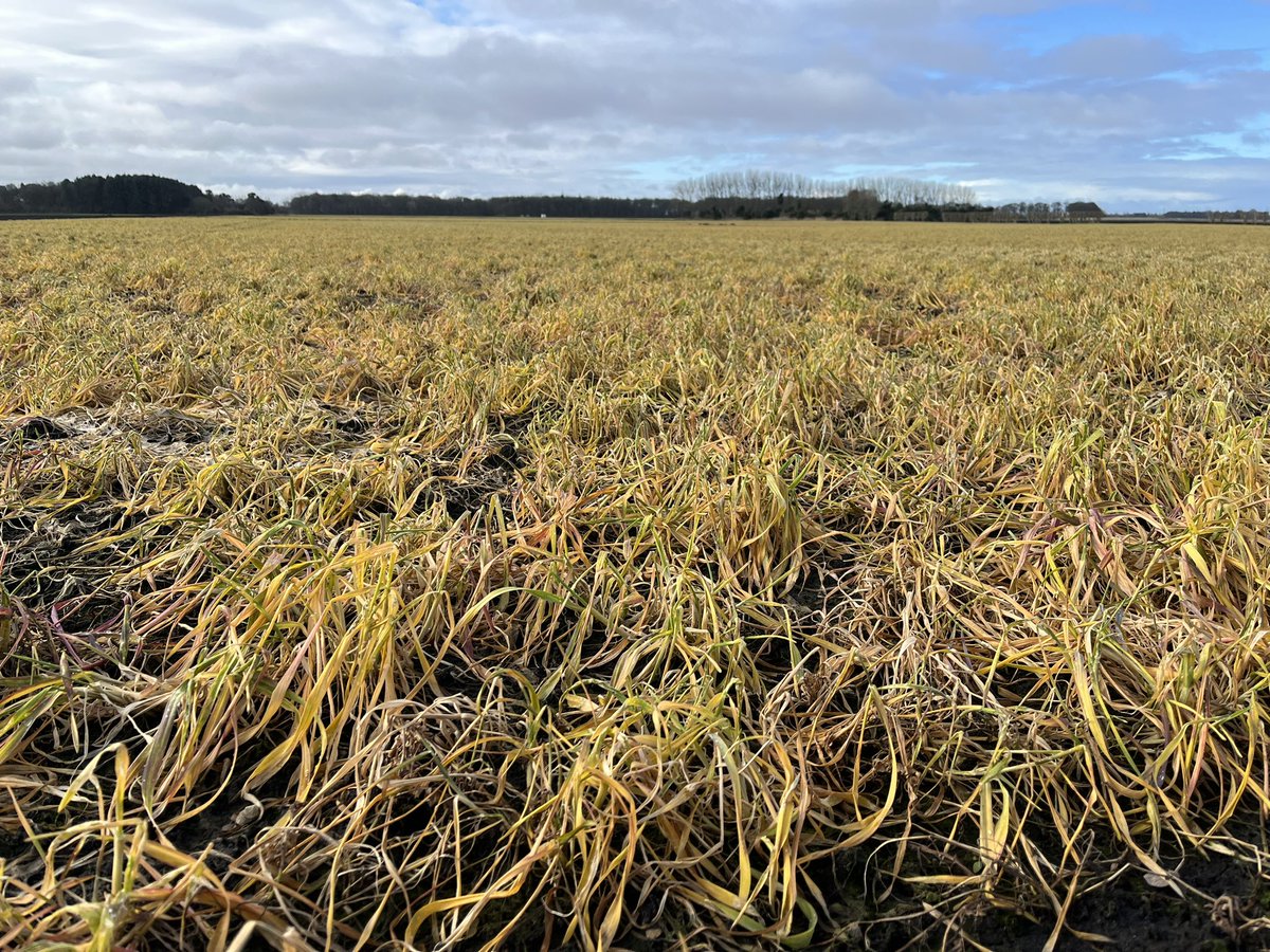 Agronomysilvers's tweet photo. Cover crops have done a great job on this moss land destined for lettuce 🥬 production by helping with aiding soil structure , water infiltration , nitrogen fixing and reducing soil erosion @AgriiUK @AgriiMasterSeed #covercrops #vetch #blackoats #rye #superjob https://t.co/5rACqWWvWH