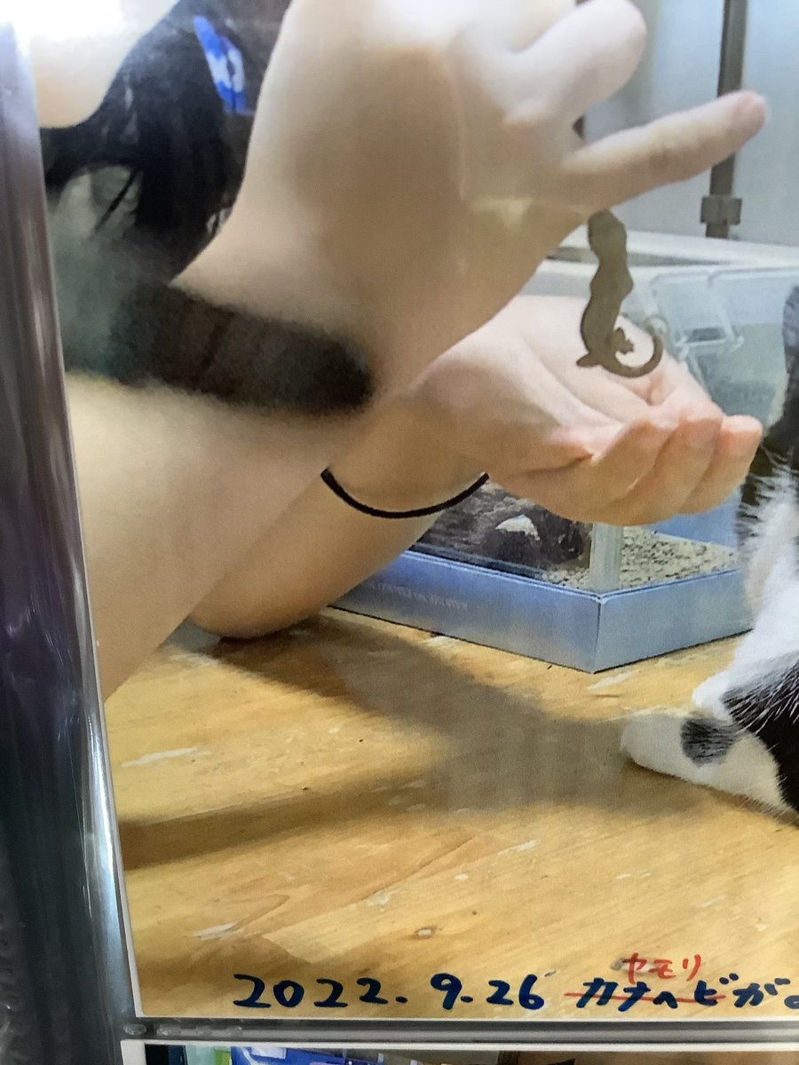 urawanoreiko's tweet photo. 写真に解説を書いてアルバムに入れるのが私の趣味なんだけど

四女がそのアルバム見て大笑い。「これカナヘビじゃないよ、ヤモリだよ。模様が全然違うじゃん！」と言って、赤ペンで添削してくれた。 https://t.co/HwgilP3pRU