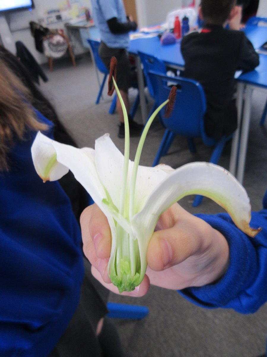 RPSKestrels's tweet photo. We have been learning about ‘perfect flowers’ this week in Science and today we dissected a Lilly! https://t.co/dJ3YUwPS7p