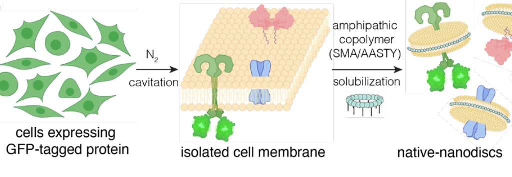 taekjip's tweet photo. native nanodiscs! 
Determination of oligomeric organization of membrane proteins from native membranes at nanoscale-spatial and single-molecule resolution https://t.co/ab58f4wElk https://t.co/K1UV7RpYv1