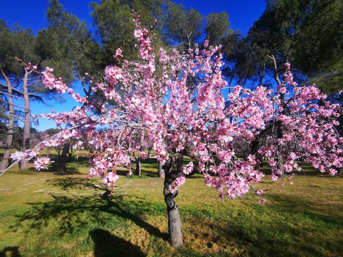 Con <a href="/bcarabante/">Borja Carabante</a> en la Quinta de los Molinos, para ver el espectáculo de los almendros en flor. 1600 almendros, cada año se sustituyen unos 40 para mantener óptimamente este Parque histórico de San Blas-C, abierto todos los días de 6,30 a 22,00 para disfrute de los  madrileños 😀