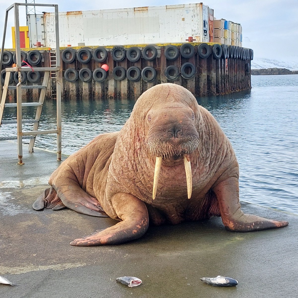 aron_beck's tweet image. Rostungur í höfninni á Breiðdalsvík 
mynd: Bjarni Stefán Vilhjálmsson